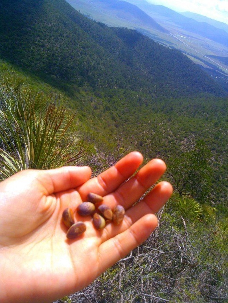 Mexican Pinyon photo 8