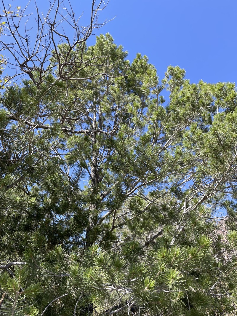 Pinus cembroides subsp. cembroides