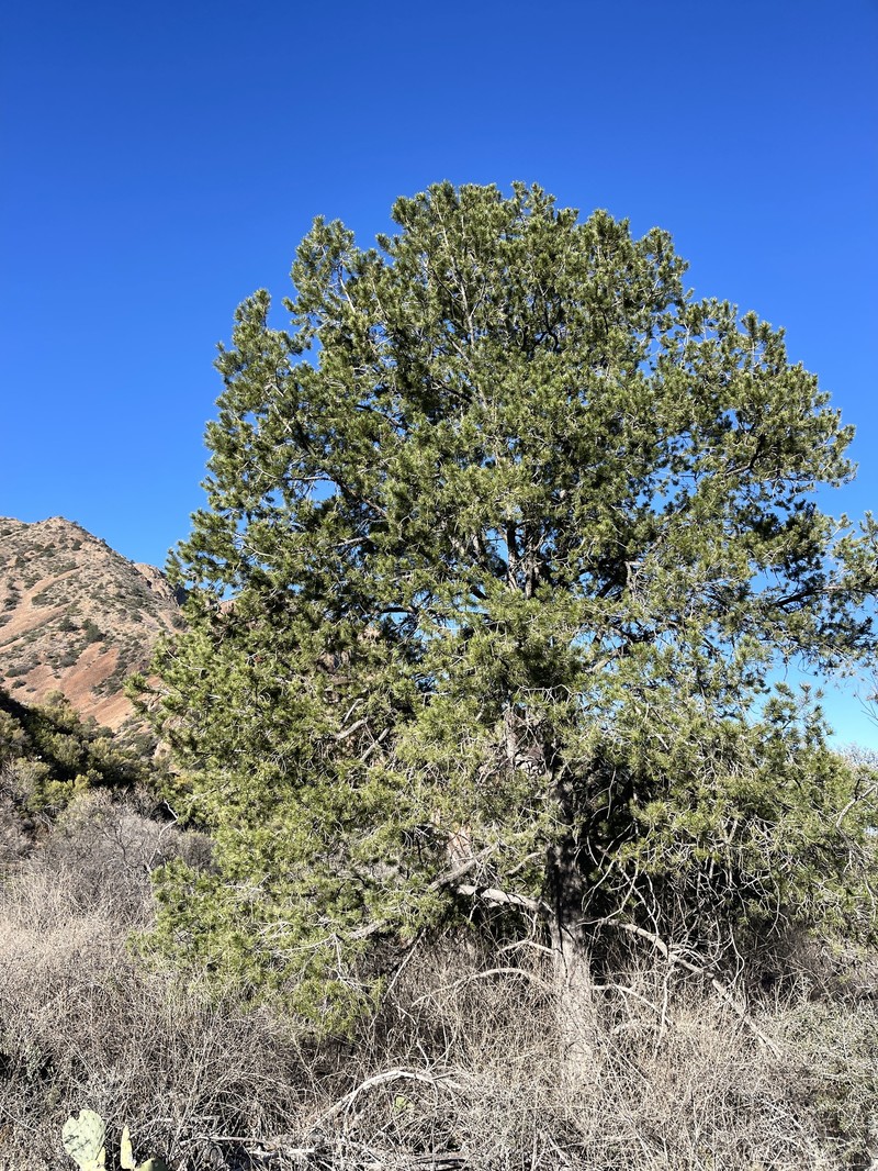 Pinus cembroides subsp. cembroides photo 2