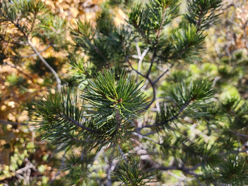 Pinus cembroides subsp. cembroides photo 3