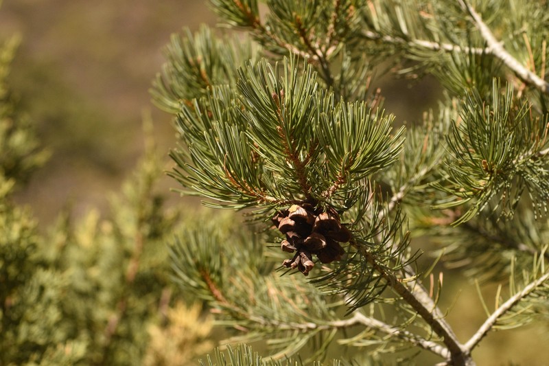 Pinus cembroides subsp. cembroides photo 4