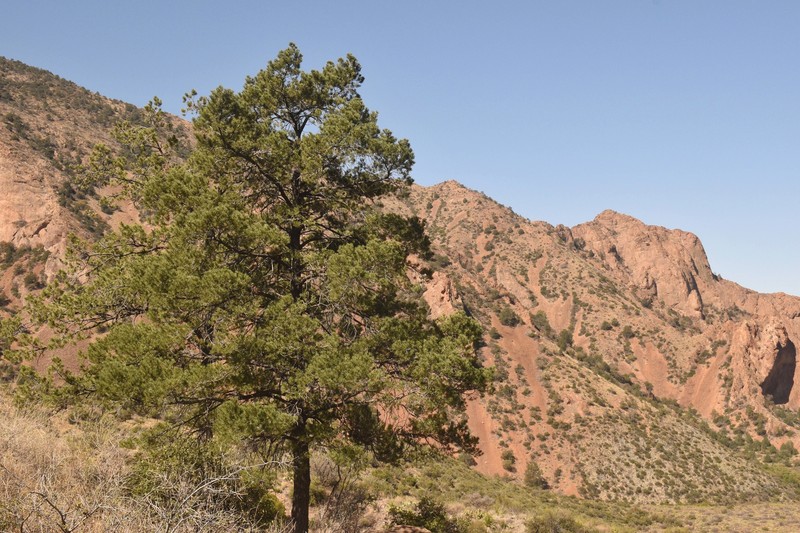 Pinus cembroides subsp. cembroides photo 5