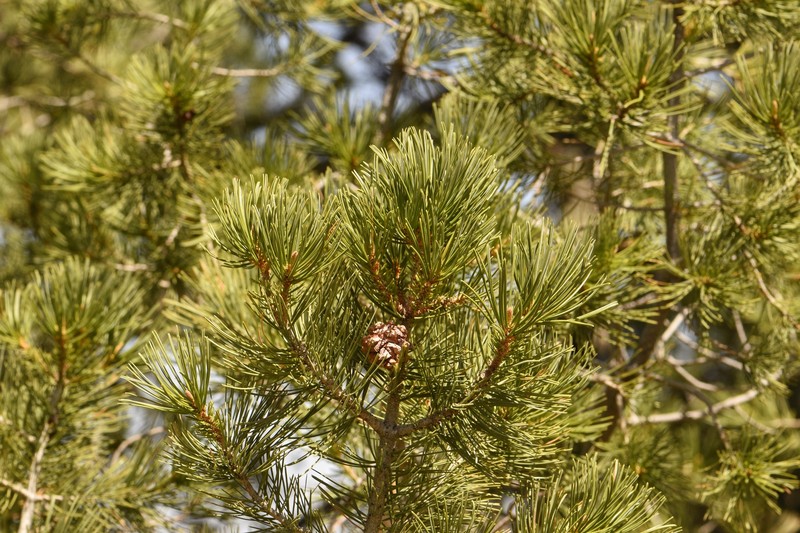 Pinus cembroides subsp. cembroides photo 6