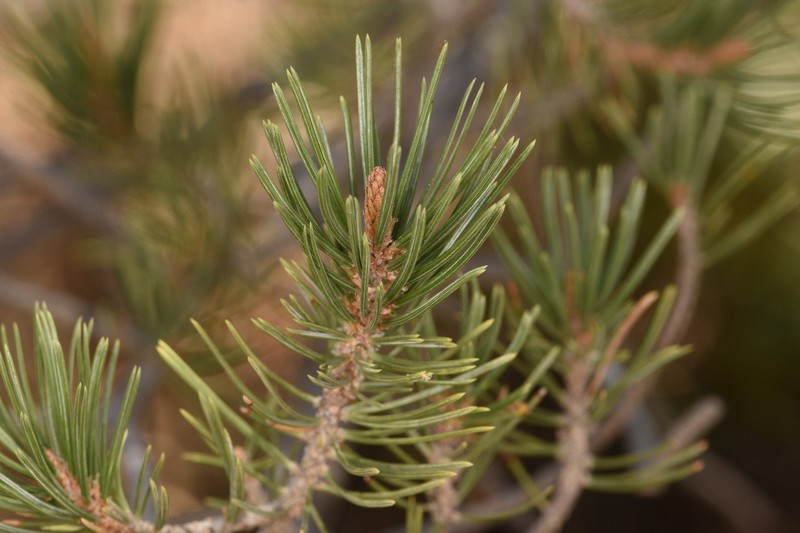 Pinus cembroides subsp. cembroides photo 7
