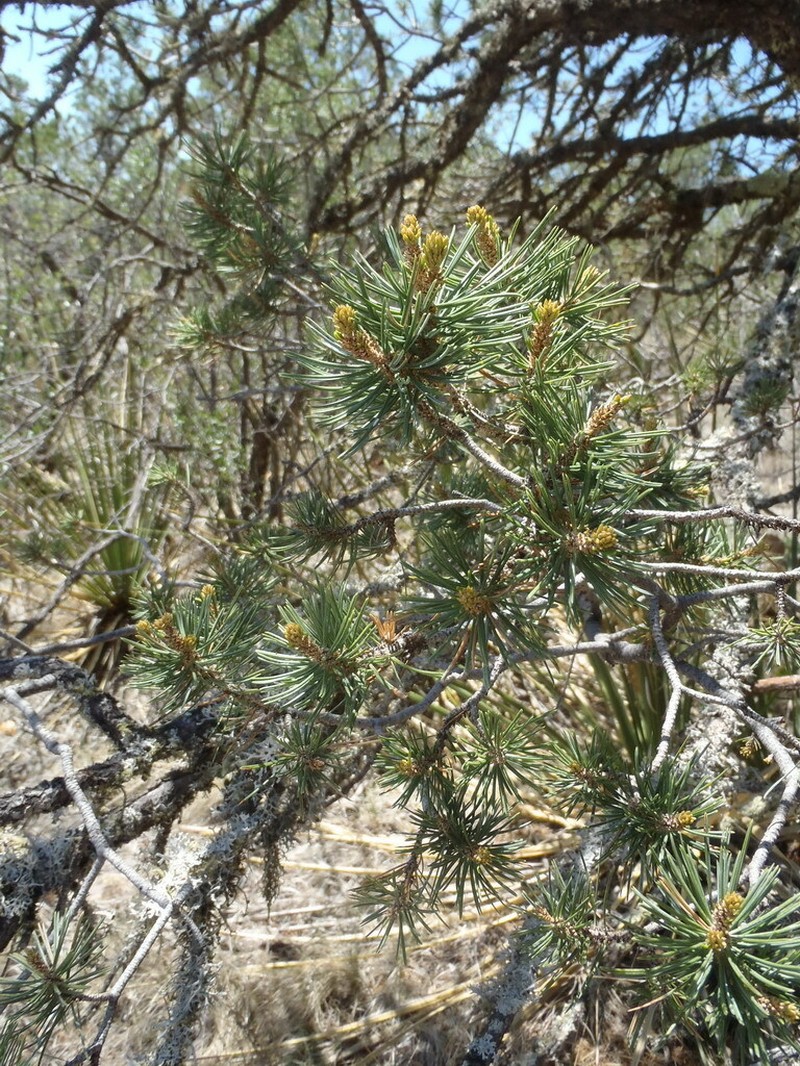 Pinus cembroides subsp. cembroides photo 8