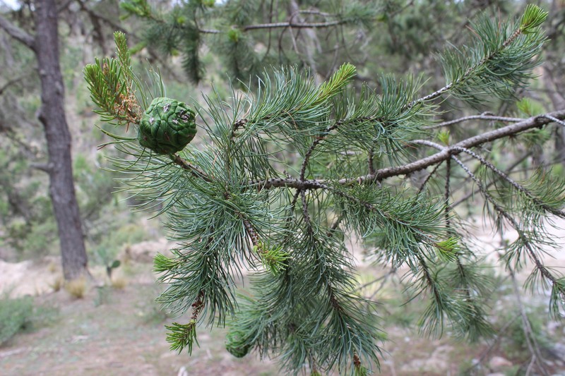 Pinus cembroides subsp. orizabensis