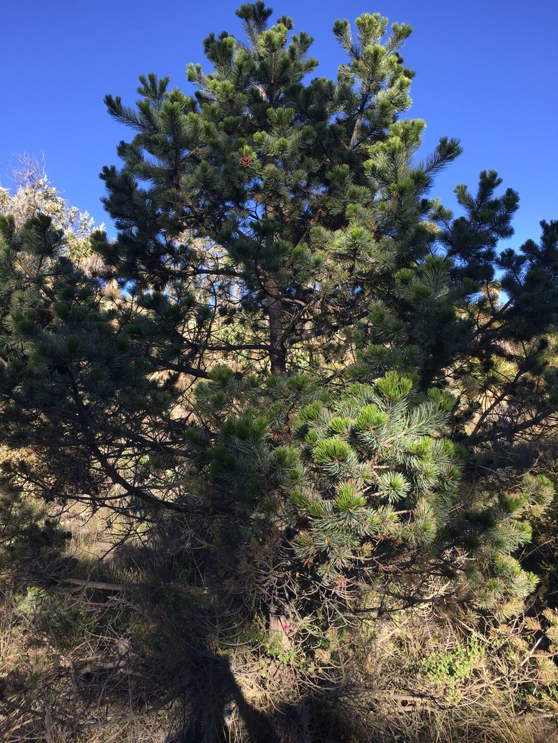 Pinus cembroides subsp. orizabensis photo 2