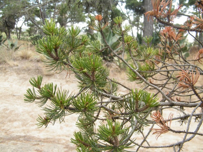 Pinus cembroides subsp. orizabensis photo 3