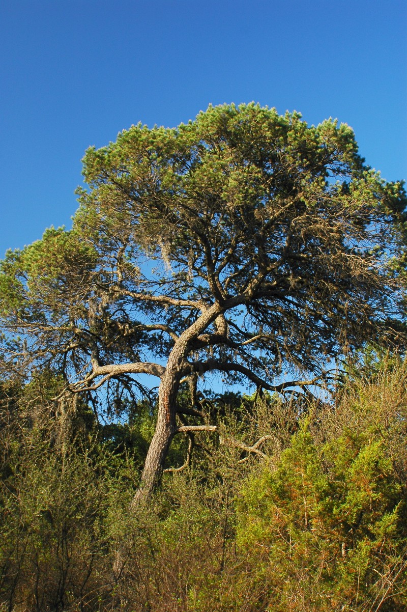 Pinus cembroides subsp. orizabensis photo 4