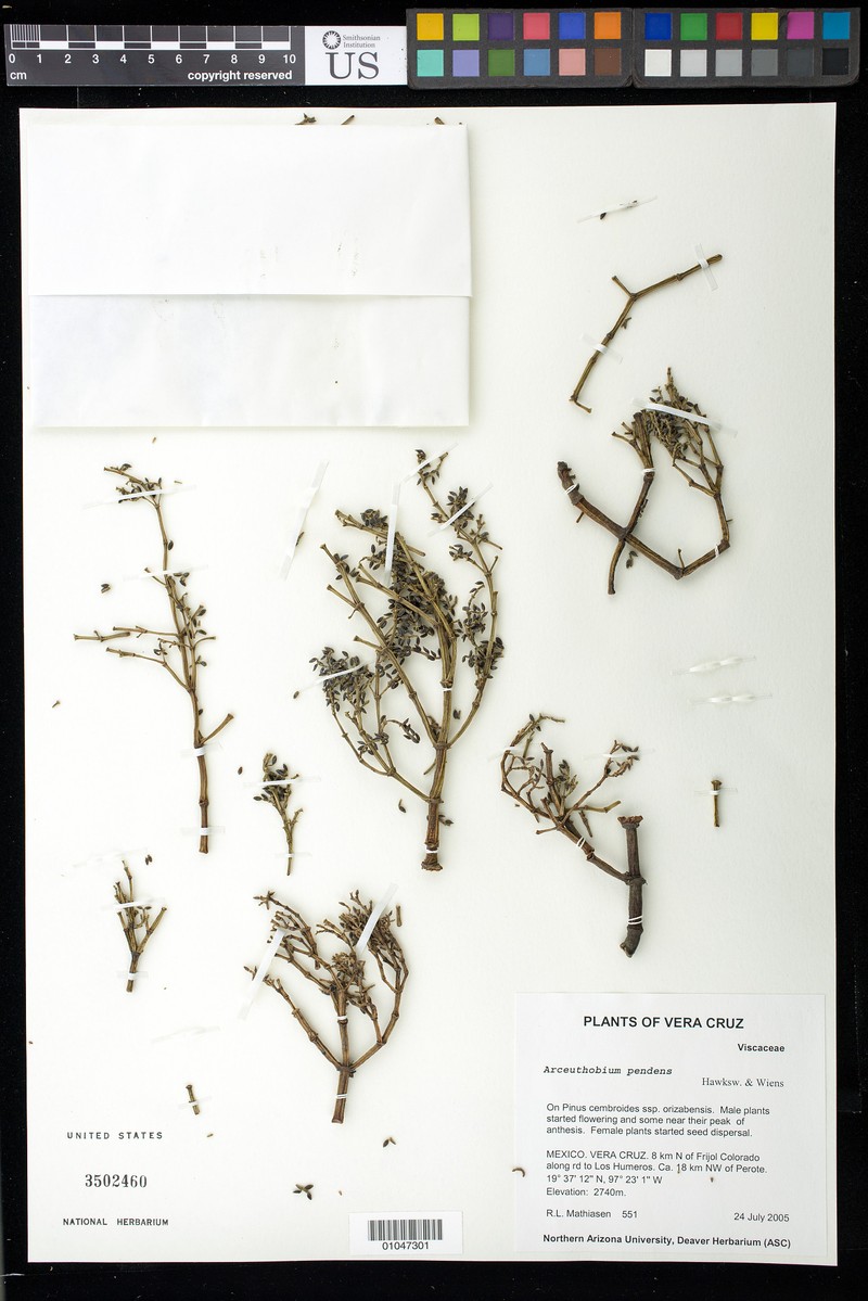 Pinus cembroides subsp. orizabensis photo 5