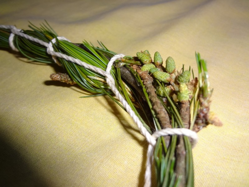 Pinus chiapensis photo 2