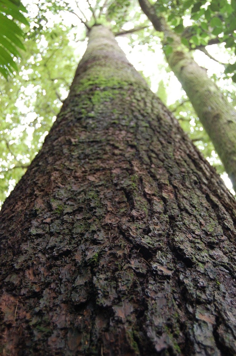 Pinus chiapensis photo 3