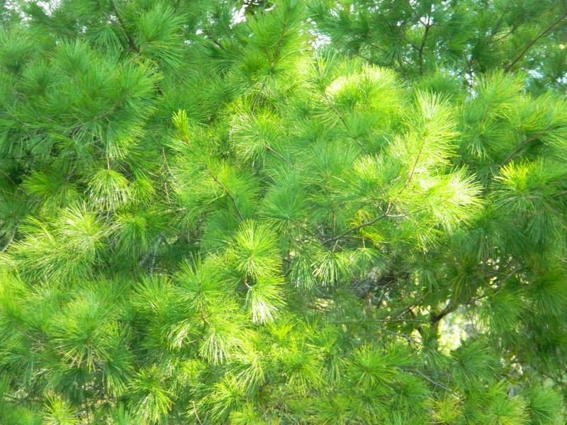 Pinus chiapensis photo 4