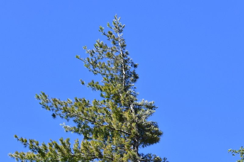 Pinus chiapensis photo 5
