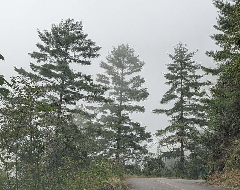 Pinus chiapensis photo 6
