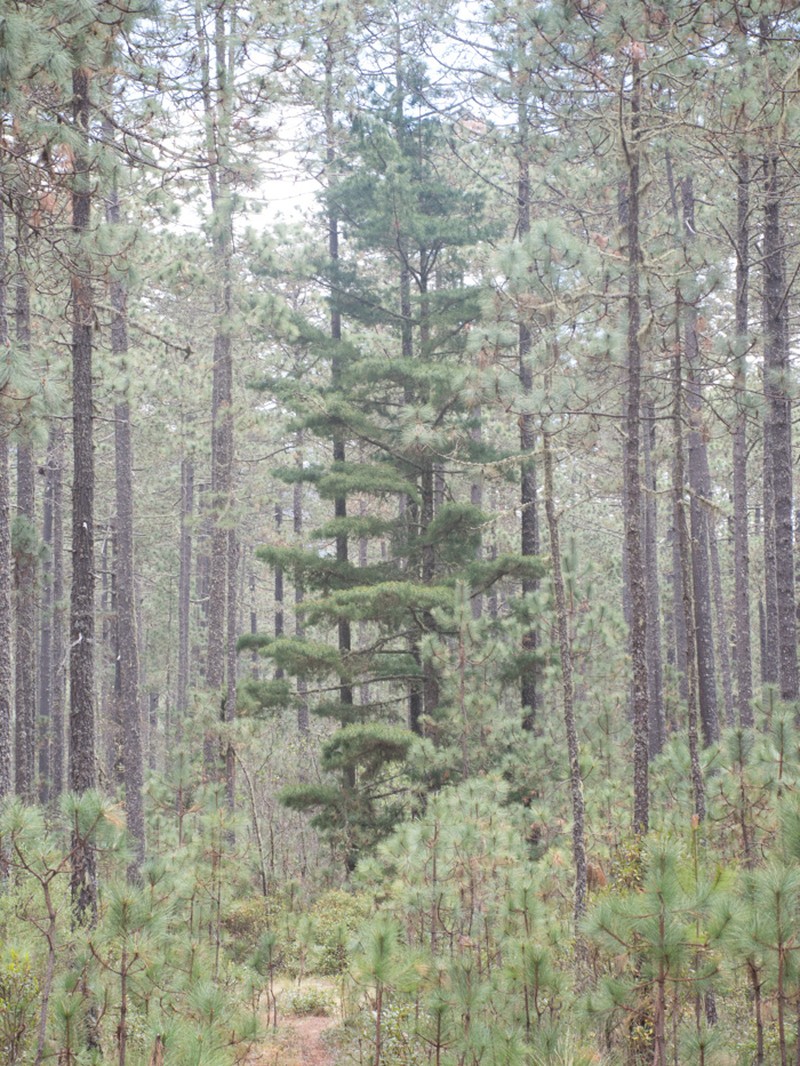 Pinus chiapensis photo 7