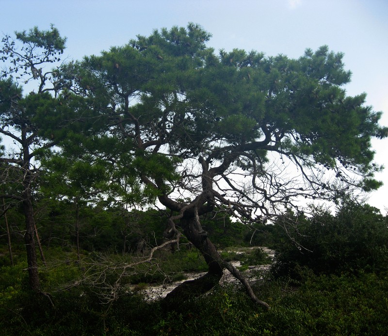 Sand Pine