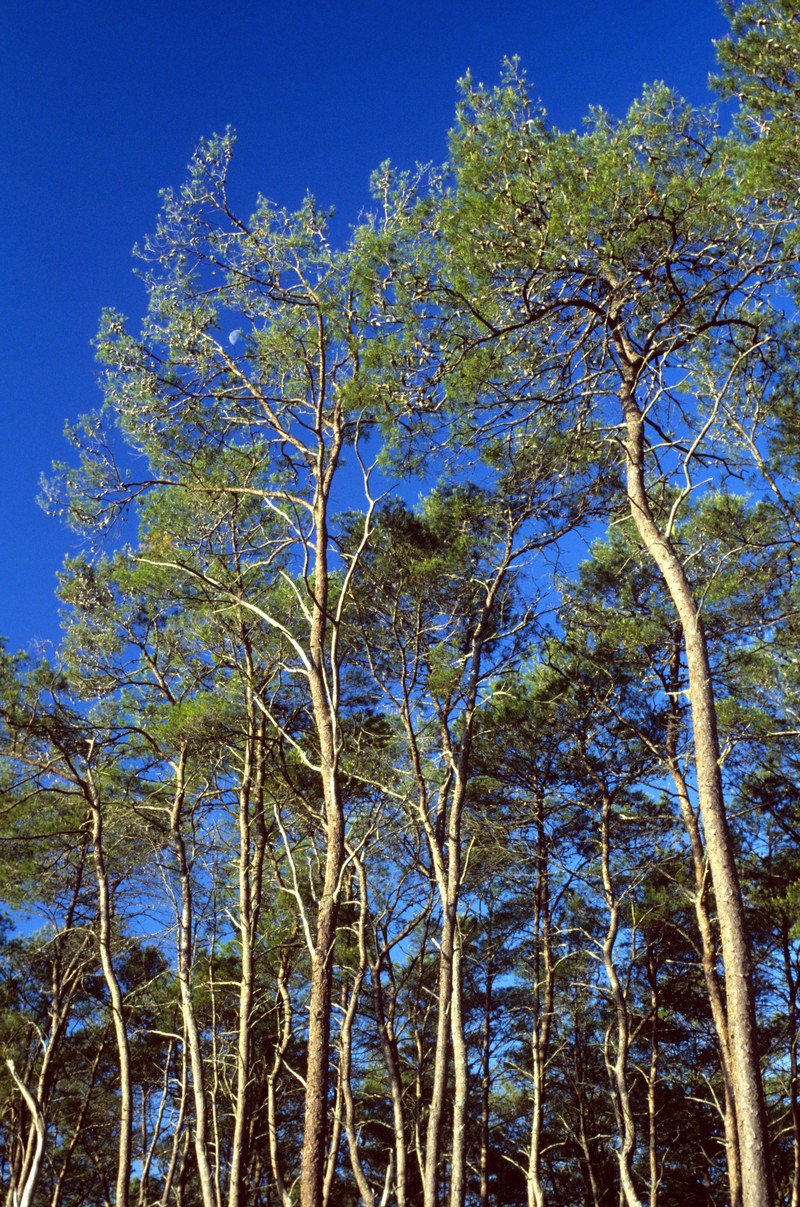 Sand Pine photo 2