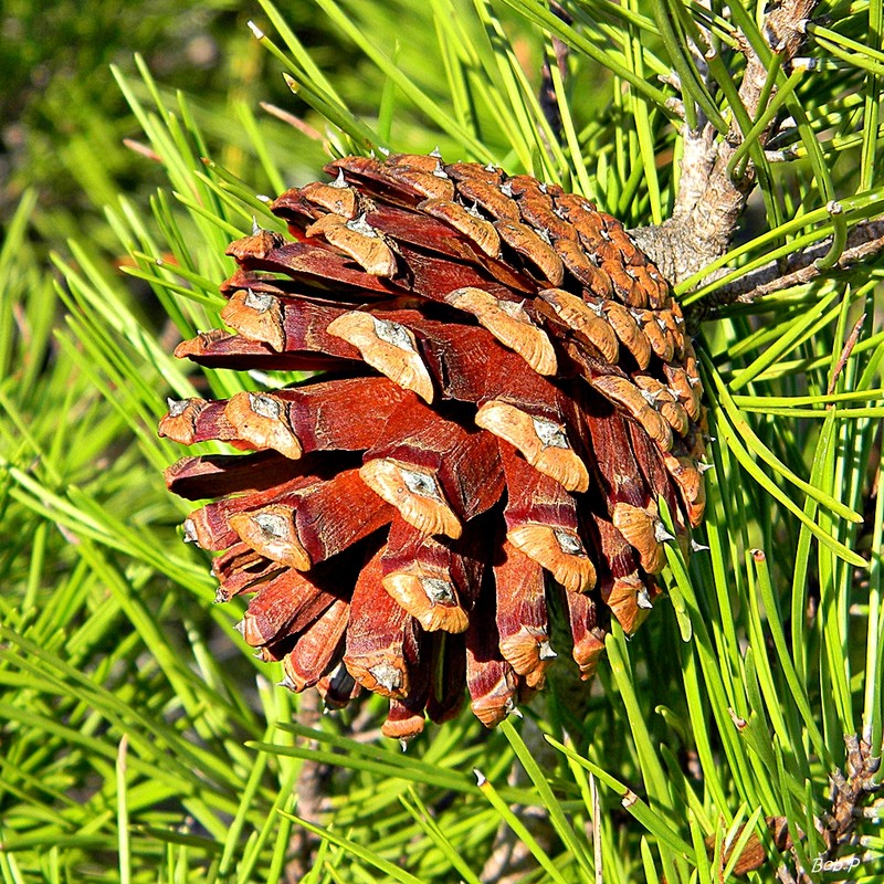Sand Pine photo 3