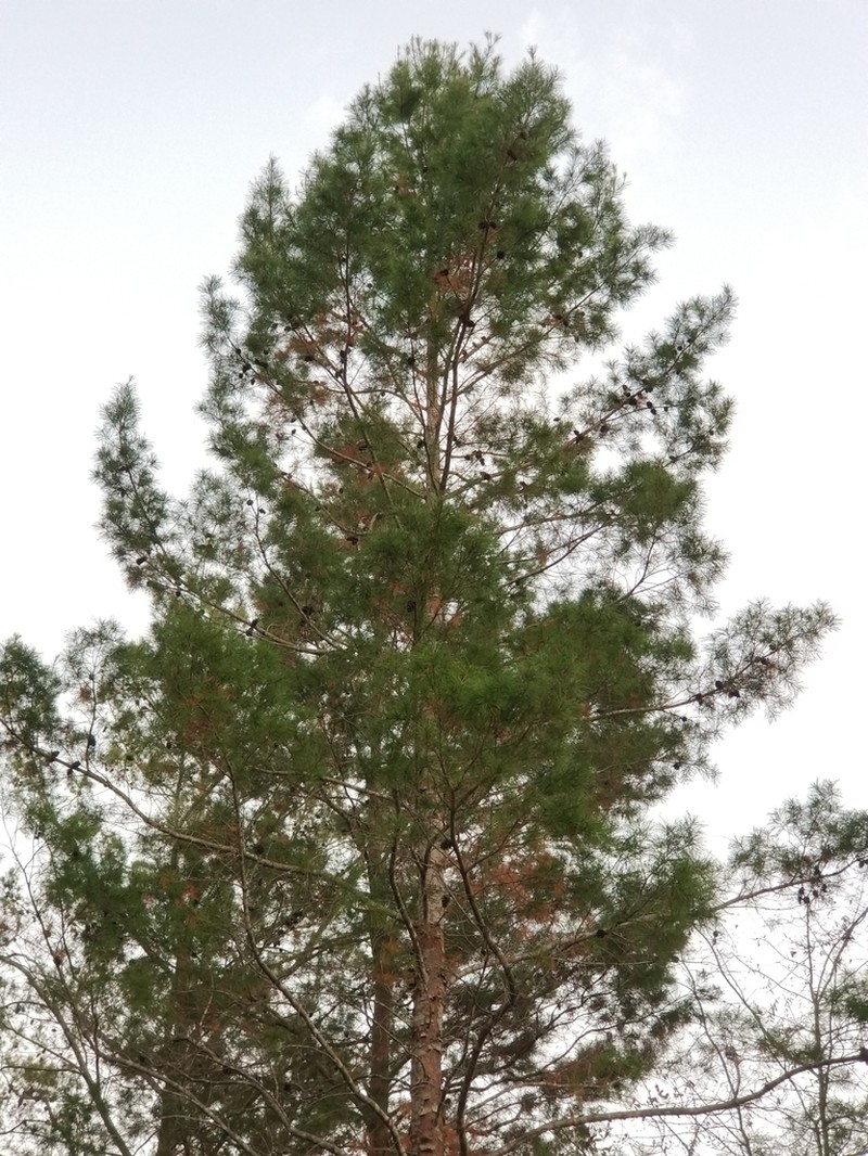 Sand Pine photo 3