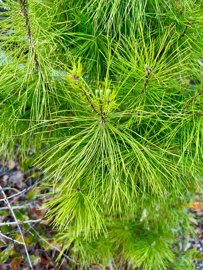 Sand Pine photo 4