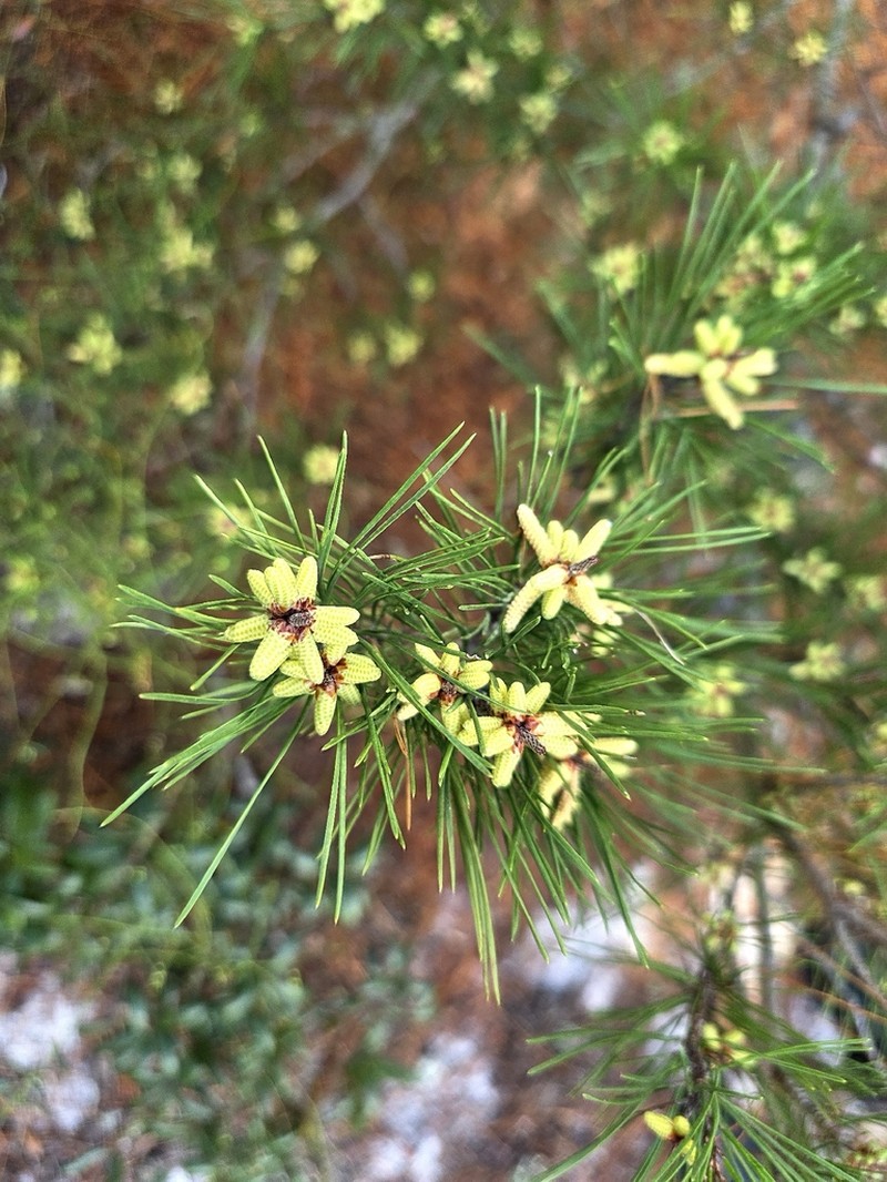 Sand Pine photo 6