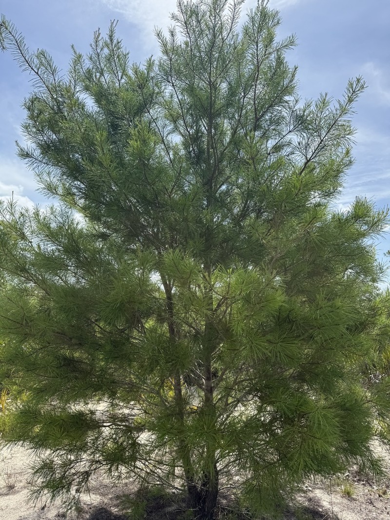 Sand Pine photo 7