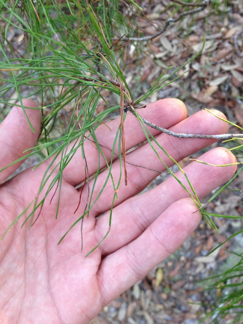 Sand Pine photo 8