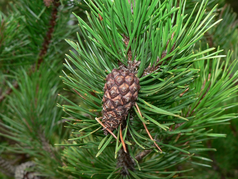 Lodgepole Pine photo 2
