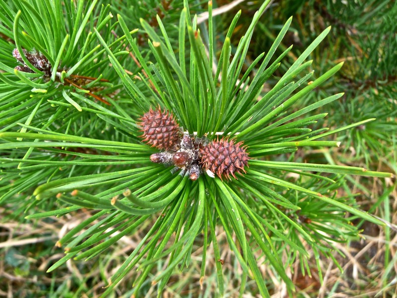 Lodgepole Pine photo 8