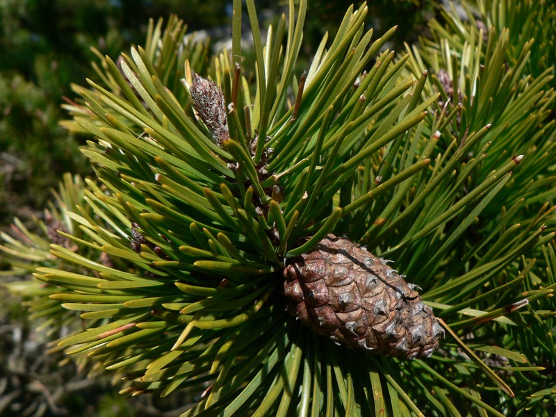 Lodgepole Pine photo 4