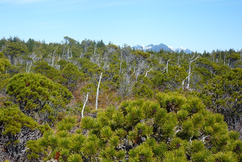 Lodgepole Pine photo 5