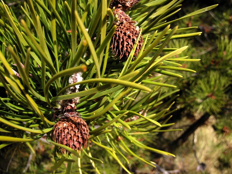Lodgepole Pine photo 6