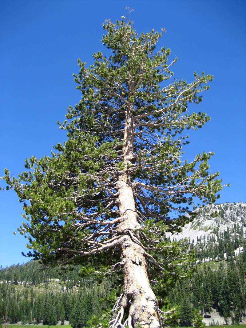 Lodgepole Pine photo 7