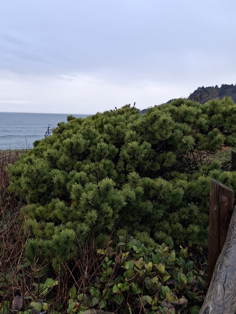 Pinus contorta var. contorta