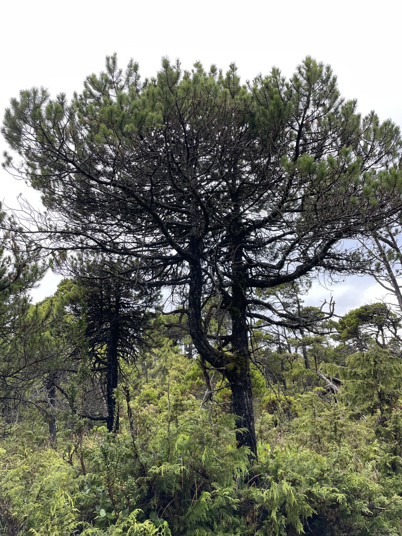 Pinus contorta var. contorta photo 2