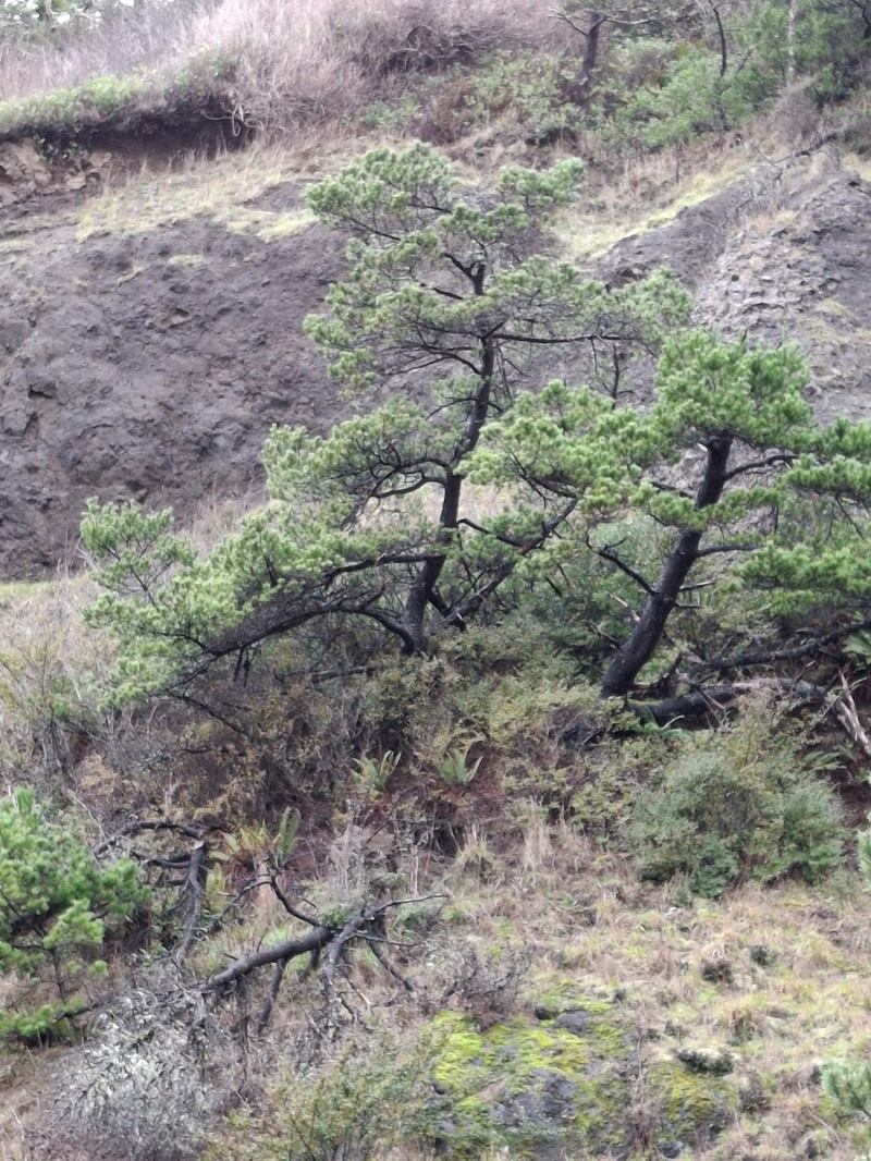 Pinus contorta var. contorta photo 3