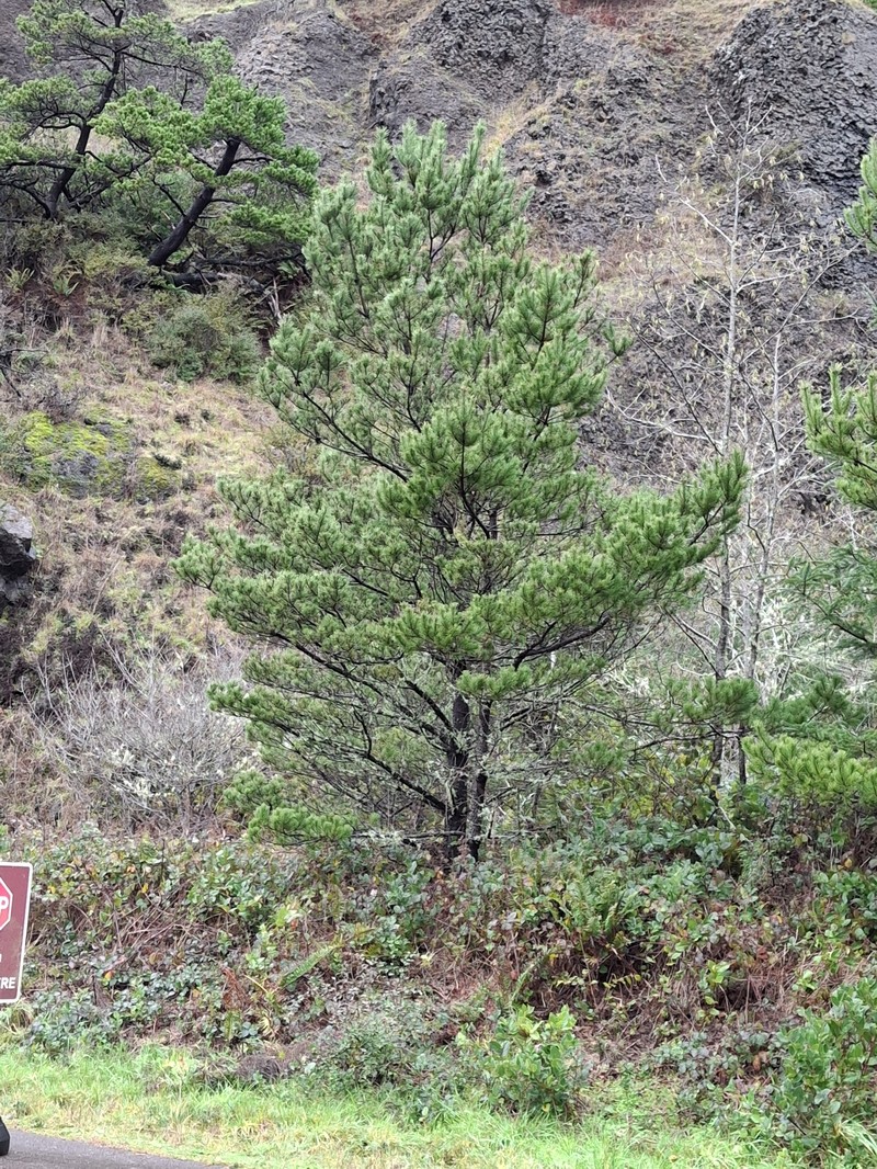 Pinus contorta var. contorta photo 4
