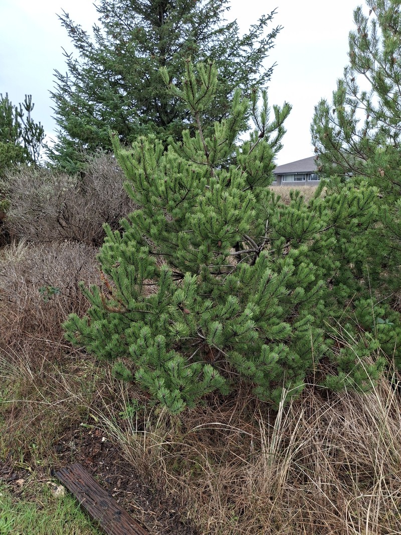 Pinus contorta var. contorta photo 6
