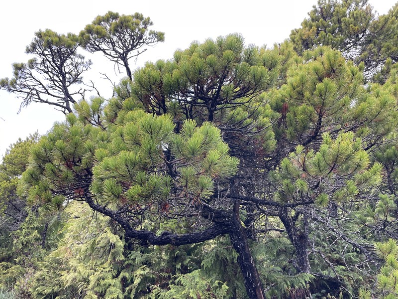Pinus contorta var. contorta photo 7