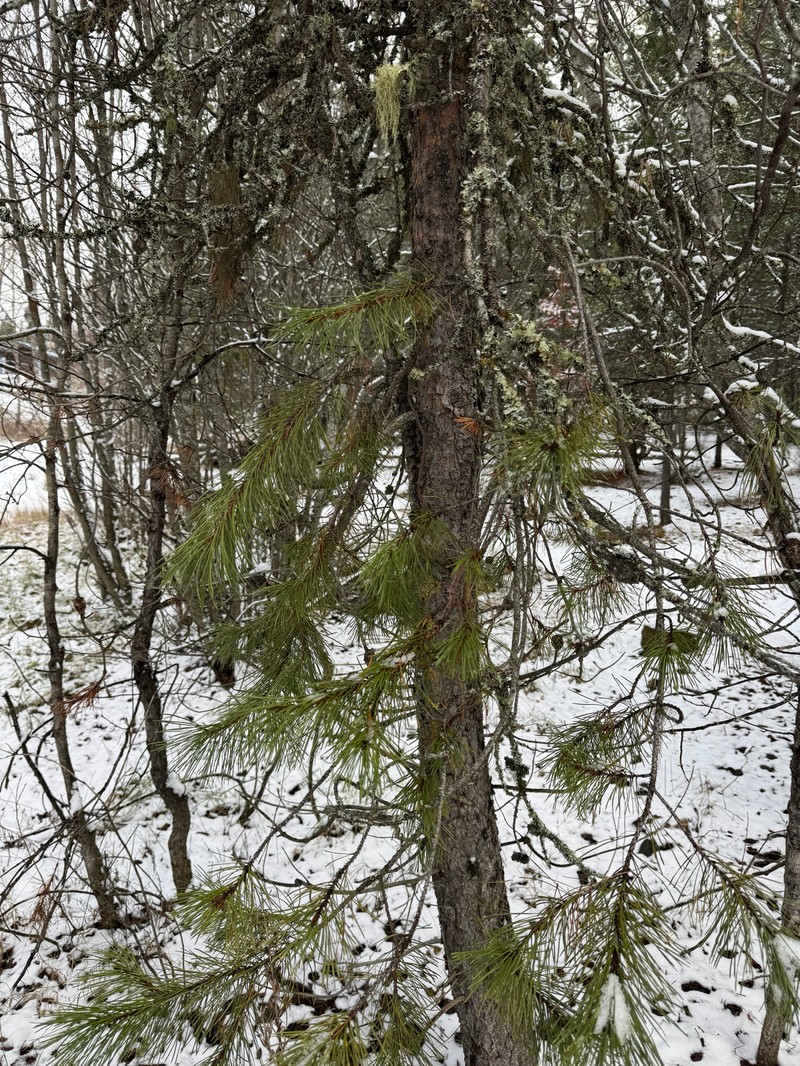 Pinus contorta var. latifolia