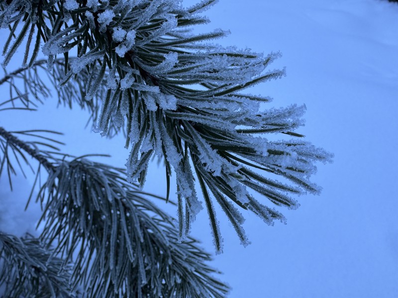 Pinus contorta var. latifolia photo 2