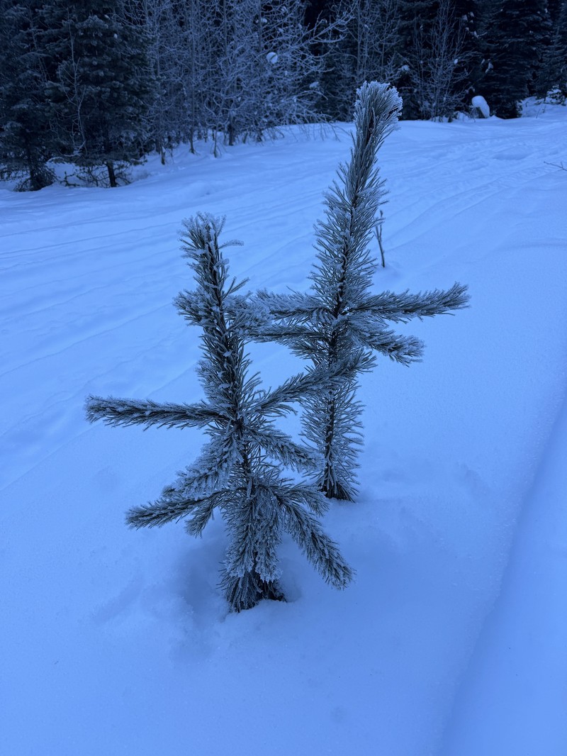 Pinus contorta var. latifolia photo 3