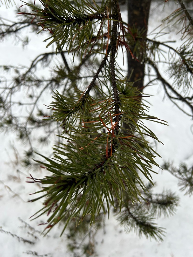 Pinus contorta var. latifolia photo 4