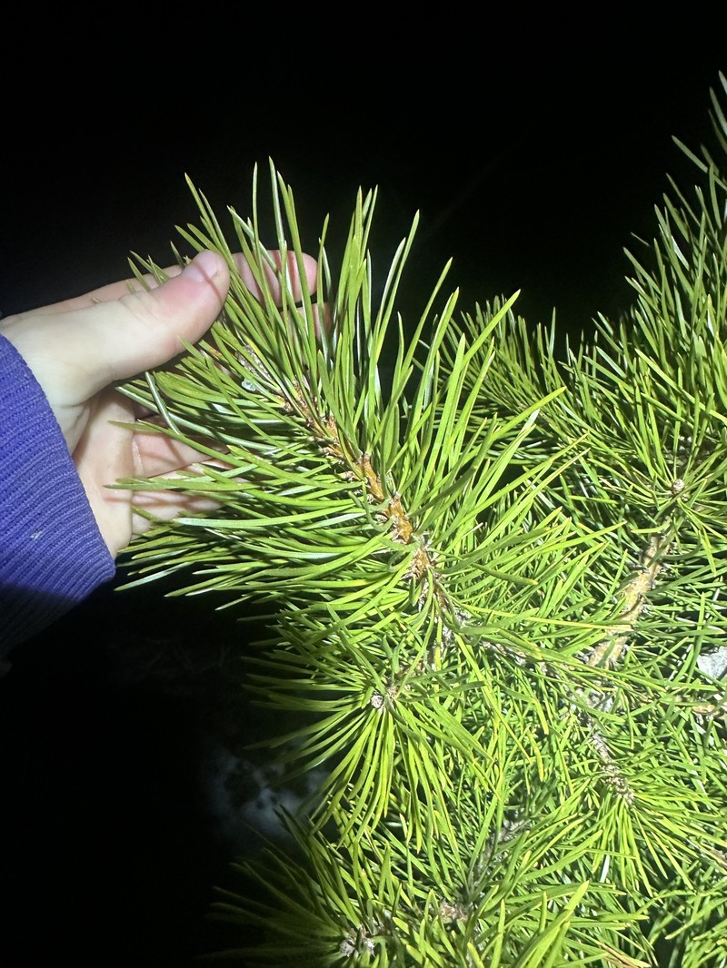 Pinus contorta var. latifolia photo 5