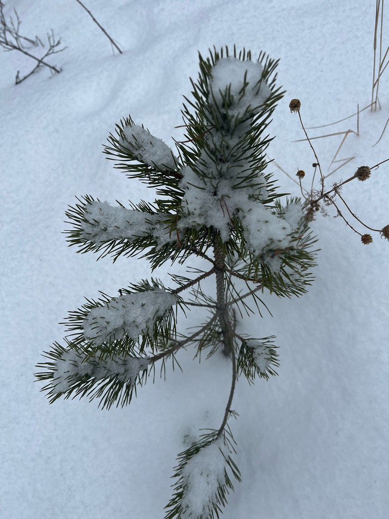 Pinus contorta var. latifolia photo 6