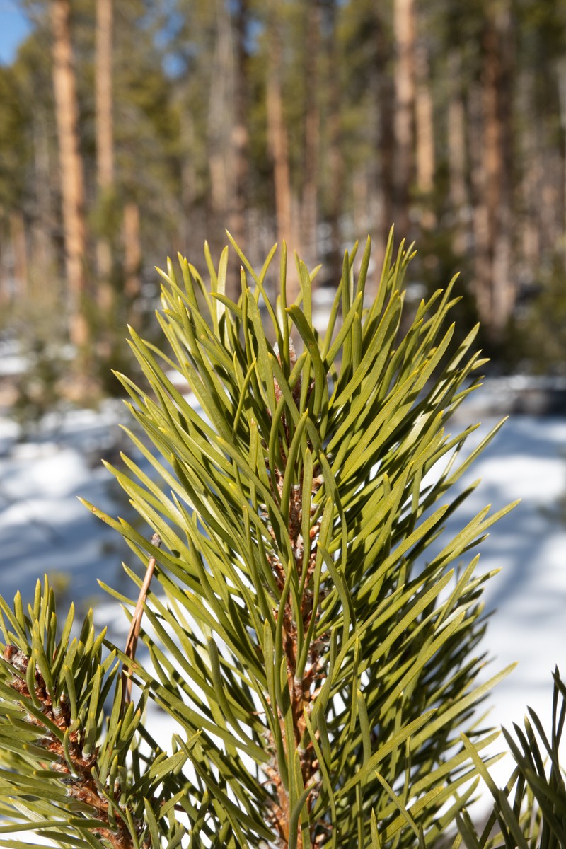 Pinus contorta var. latifolia photo 7