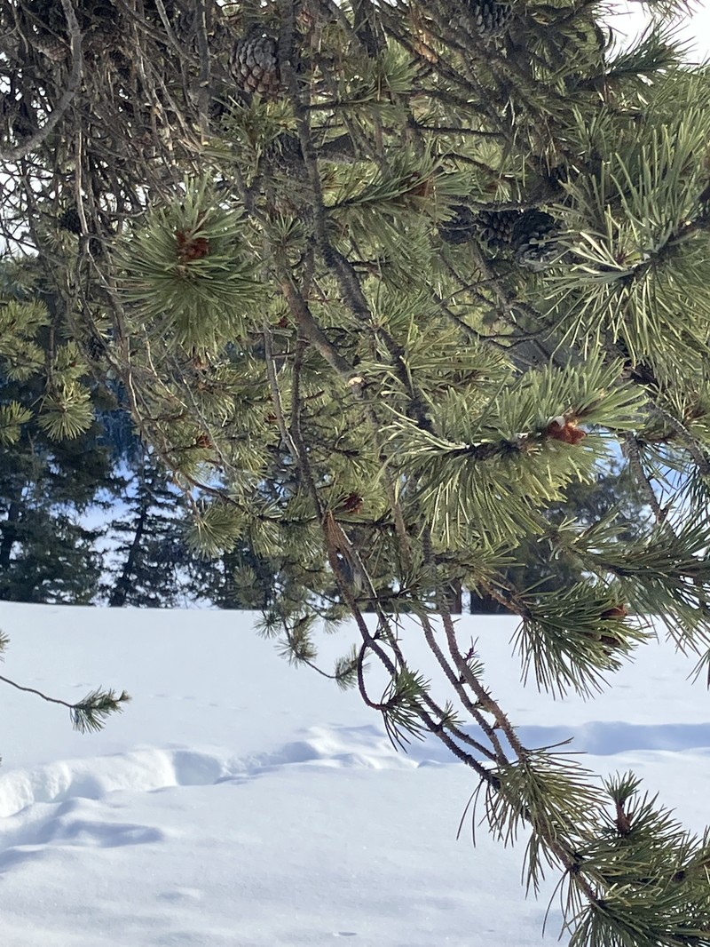 Pinus contorta var. latifolia photo 8