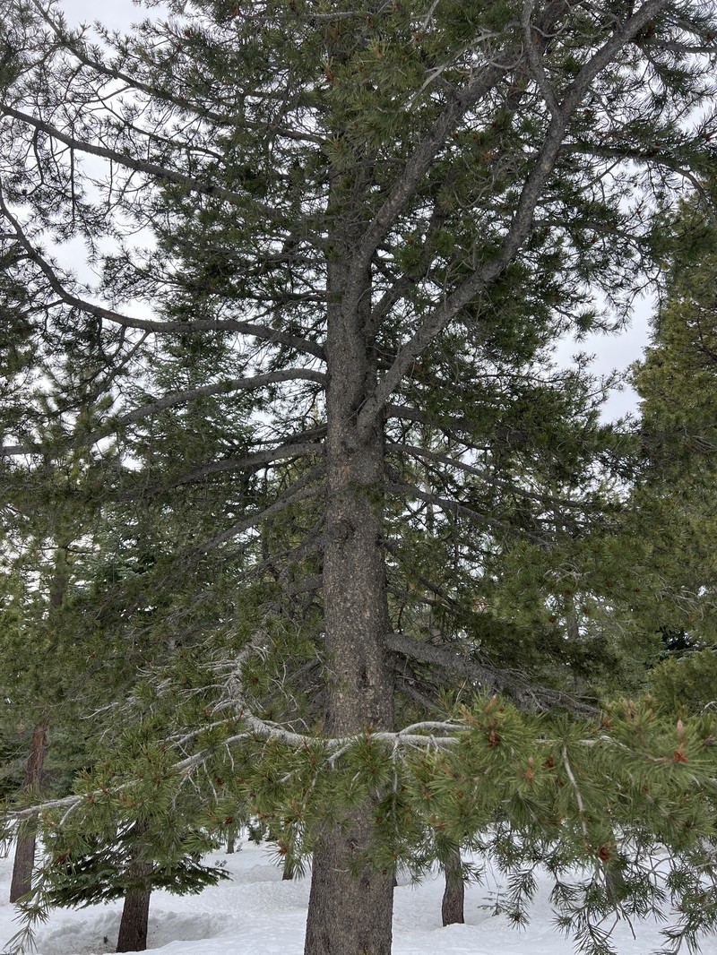 Pinus contorta var. murrayana