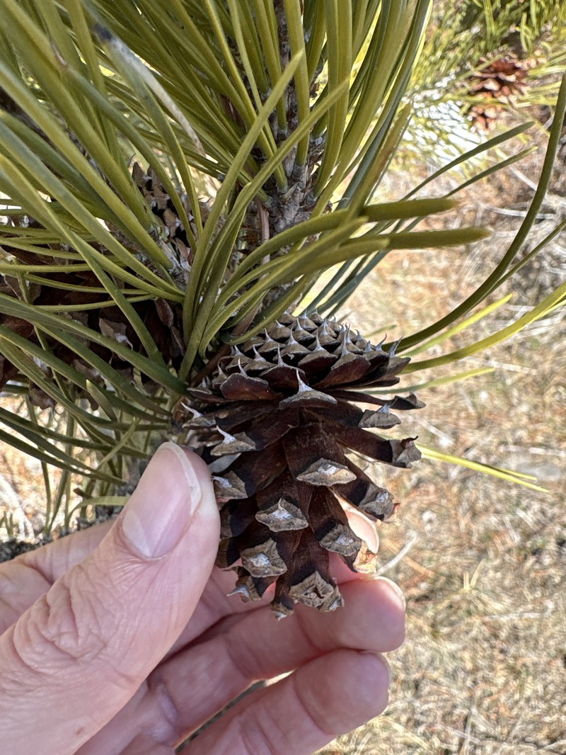 Pinus contorta var. murrayana photo 2